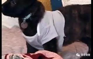 给狗狗做衣服视频,狗狗衣服制作教程视频解析
