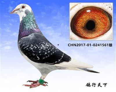 鸽行天下视频,探寻飞翔的奇迹与智慧之旅