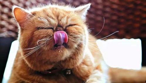 娱乐吃瓜酱猫打翻电视,引发网友热议