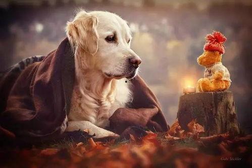 娱乐吃瓜菌关于狗