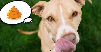 娱乐吃瓜菌关于狗